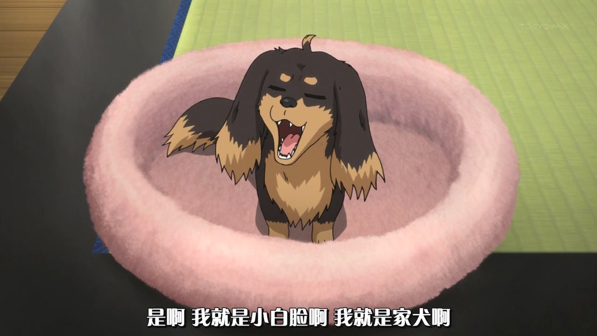 是啊 我就是小白脸啊 我就是家犬啊